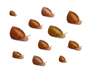 Fototapeta premium many river snails of different size