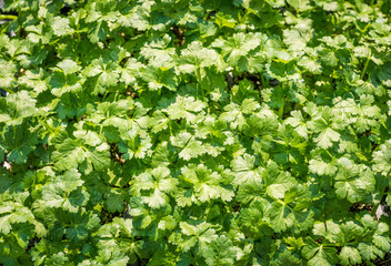Flat-leaved parsley. Petroselinum crispun. parsley leaves. Green leaves. Parsley growing in the garden