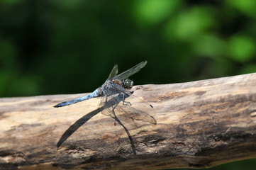 Libellule