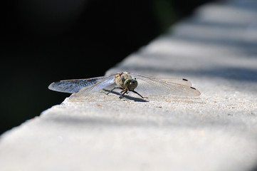 Libellule