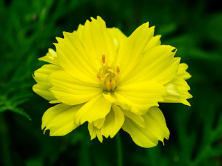 Yellow cosmos flower.