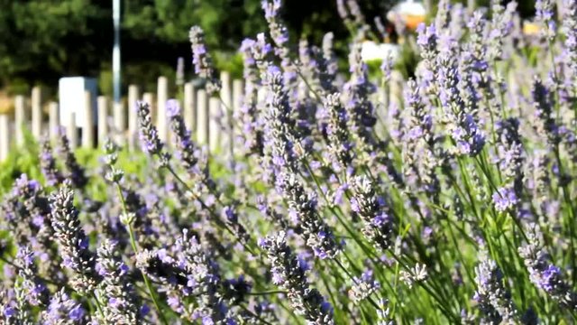 Flores com abelhas a voar