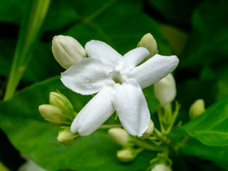 Close up of jasmine flower.