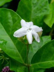 Close up of jasmine flower.