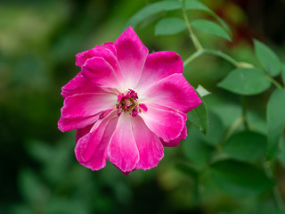 Fototapeta premium Dark pink of Damask Rose flower.