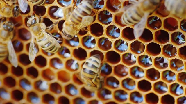 The bees work at the hive on the honeycomb.