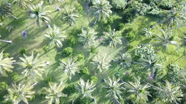 AERIAL SHOT: Puro and Lamba, Legazpi City, Philippines. Views of cocount trees, Mayon Volcano and the sea