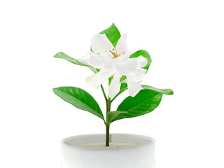 The white of Gardenia jasminoides.