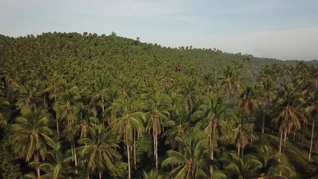 AERIAL SHOT: Puro and Lamba, Legazpi City, Philippines. Views of cocount trees, Mayon Volcano and the sea