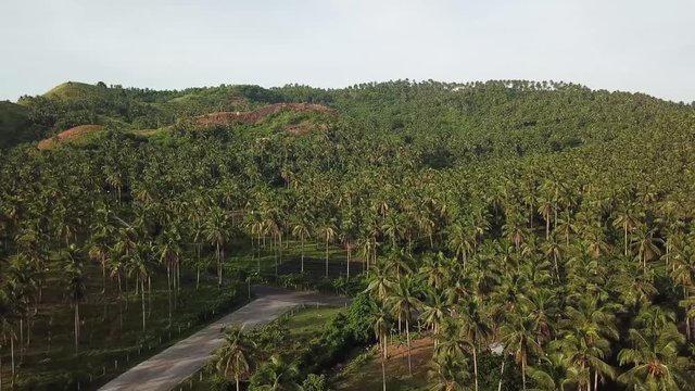 AERIAL SHOT: Puro and Lamba, Legazpi City, Philippines. Views of cocount trees, Mayon Volcano and the sea