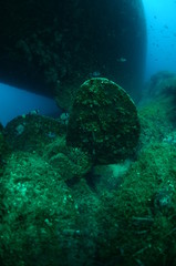 Wrecked propeller sunk undersea.