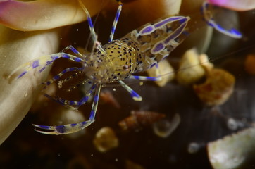 A prawn palaemon with fascinating skin