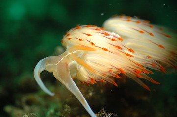 White nudibranch (sea rabbit).