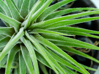 Fototapeta premium tillandsia air plant.
