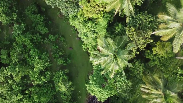 AERIAL SHOT: Puro and Lamba, Legazpi City, Philippines. Views of cocount trees, Mayon Volcano and the sea