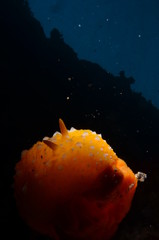 Yellow nudibranch (sea rabbit), shows its head.