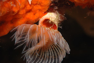 Bristle worm placed next to marine sponge.