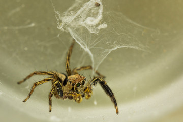 The little spider
