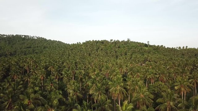 AERIAL SHOT: Puro and Lamba, Legazpi City, Philippines. Views of cocount trees, Mayon Volcano and the sea