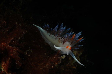 Stylish nudibranch (sea rabbit)
