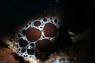 Speckled sea rabbit