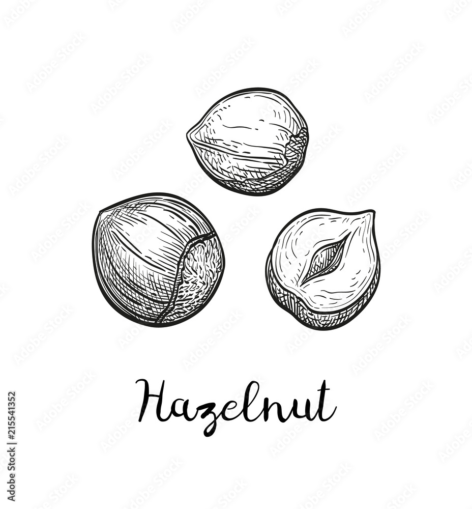 Canvas Prints ink sketch of hazelnut.