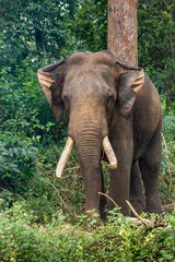 Fototapeta na wymiar Ayarabeedu forest, Karnataka, India - November 1, 2013: Dark skinned elephant stands in green forest environment. Brown tree trunks.