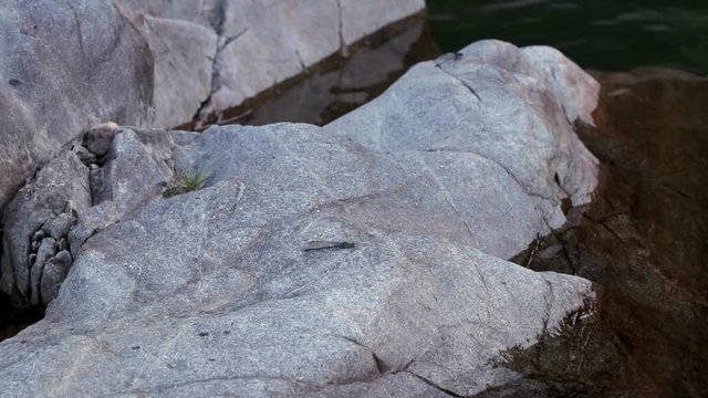 Beautiful Yuba River in Northern California flowing with a dragonfly sitting peacefully on a rock