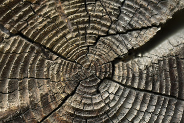 tree cut. annual ring. texture