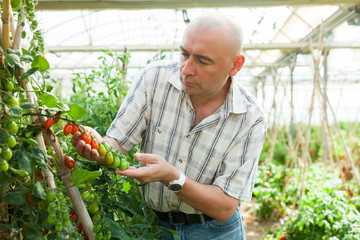 Farmer checking tomato plants