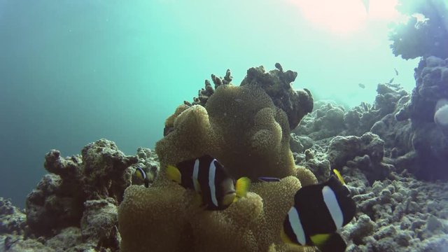 3 Nemos surrounding their beautiful anemone