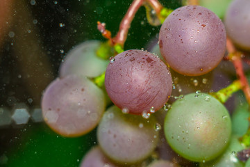 grapes and water drops