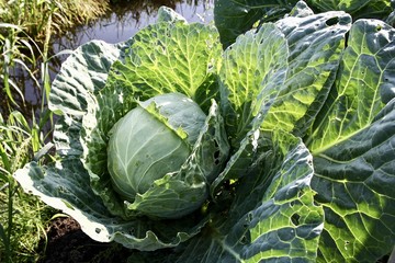 Cabbage in the garden.
