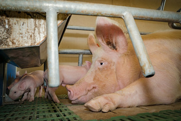 Zufriedejn blickende Muttersau  liegt in einer Anferkelbucht, Bildausschnitt