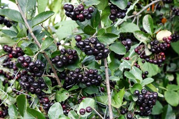Rowanberry with black berries in the garden.
