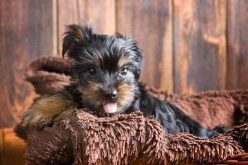Little Yorkshire terrier puppy. Photo shoot in studio.