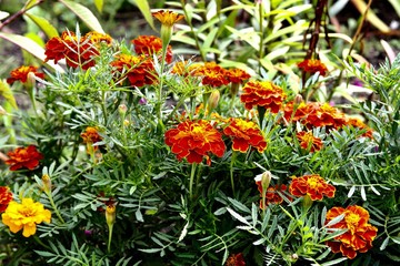 Flowers in the garden.
