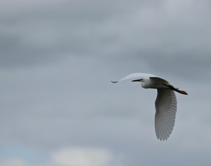 Fototapeta na wymiar Great Egret in Flight