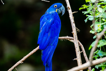 Blue Macaw