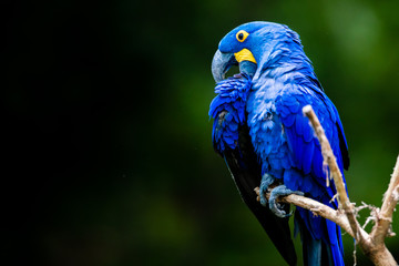 Blue Macaw