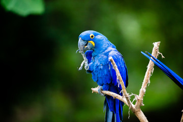 Blue Macaw