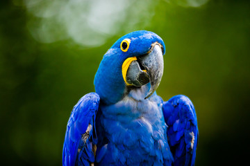 Blue Macaw