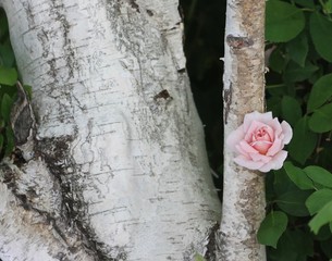 Pink Rose on Birch