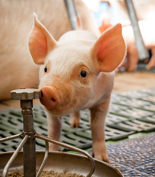 Schweinezucht - junges Ferkel schnuppert an einer Futterschale