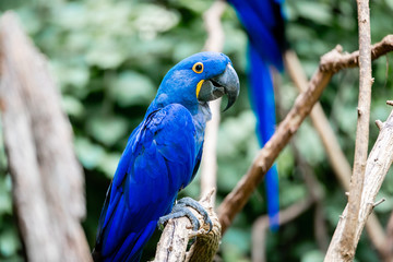 Blue Macaw