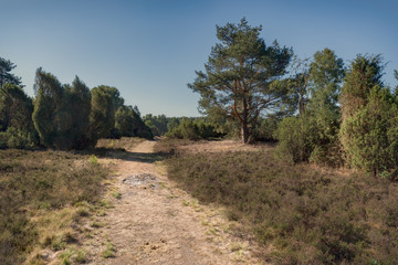 Obraz premium Lüneburger Heide - Rehrhofer Heide