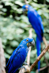 Blue Macaw