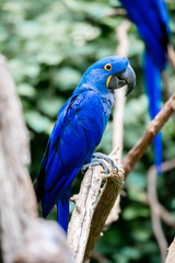Blue Macaw