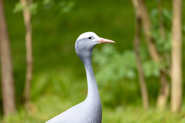 Gray Bird Thing