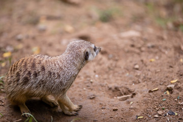 Meerkat 